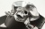 Кожаный ремень с пряжкой "PIRATE SKULL" (Пираткий череп) - kupiremen.ru