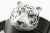 Кожаный ремень с пряжкой "SIBERIAN TIGER" (Сибирский белый тигр) 3D - kupiremen.ru